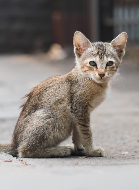Verwahrloste Straßenkatze in Serbien